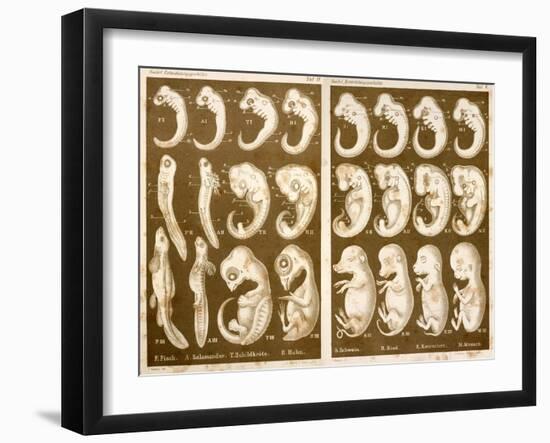 1874 Ernst Haeckel Embryo Drawings-Paul Stewart-Framed Photographic Print