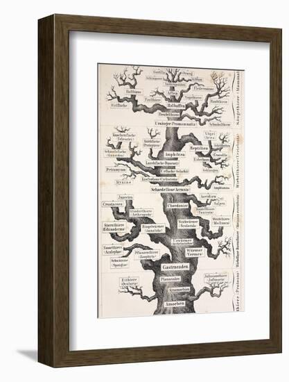 1874 Haeckel First Full 'tree of Life'-Stewart Stewart-Framed Photographic Print