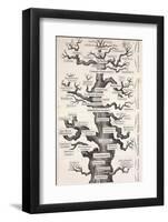 1874 Haeckel First Full 'tree of Life'-Stewart Stewart-Framed Photographic Print