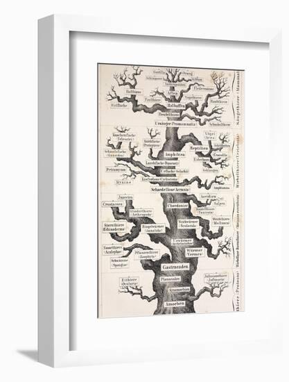 1874 Haeckel First Full 'tree of Life'-Stewart Stewart-Framed Photographic Print