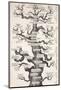 1874 Haeckel First Full 'tree of Life'-Stewart Stewart-Mounted Photographic Print