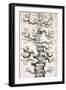 1874 Haeckel First Full 'tree of Life'-Stewart Stewart-Framed Photographic Print