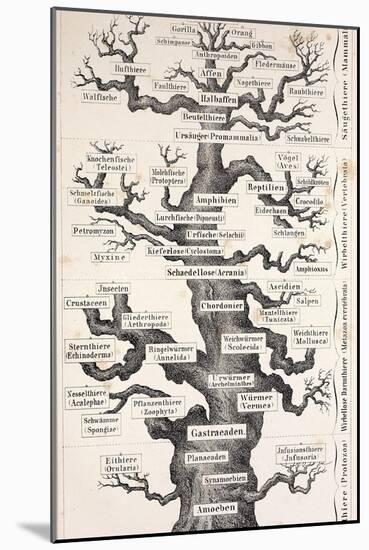 1874 Haeckel First Full 'tree of Life'-Stewart Stewart-Mounted Photographic Print