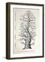 1886 French Copy Haeckel 'tree of Life'-Stewart Stewart-Framed Photographic Print