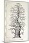 1886 French Copy Haeckel 'tree of Life'-Stewart Stewart-Mounted Photographic Print