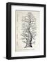 1886 French Copy Haeckel 'tree of Life'-Stewart Stewart-Framed Photographic Print