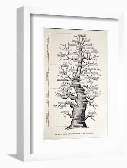 1886 French Copy Haeckel 'tree of Life'-Stewart Stewart-Framed Photographic Print