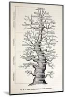 1886 French Copy Haeckel 'tree of Life'-Stewart Stewart-Mounted Photographic Print