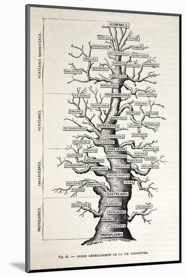 1886 French Copy Haeckel 'tree of Life'-Stewart Stewart-Mounted Photographic Print