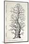 1886 French Copy Haeckel 'tree of Life'-Stewart Stewart-Mounted Photographic Print