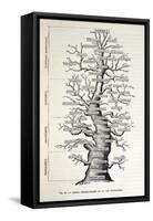 1886 French Copy Haeckel 'tree of Life'-Stewart Stewart-Framed Stretched Canvas