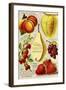 1893 Maule Pear-Vintage Apple Collection-Framed Giclee Print