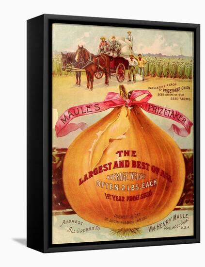 1893 Maule's Onion-Vintage Apple Collection-Framed Stretched Canvas