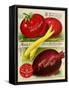 1893 Maule Tomatoes-Vintage Apple Collection-Framed Stretched Canvas