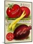 1893 Maule Tomatoes-Vintage Apple Collection-Mounted Giclee Print