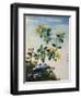 18th-Century Chinese Watercolor of Gold Thread Plant-null-Framed Giclee Print