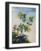 18th-Century Chinese Watercolor of Gold Thread Plant-null-Framed Giclee Print