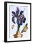 18th Century French Print of Common Iris With Butterflies-Stapleton Collection-Framed Giclee Print