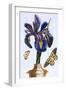 18th Century French Print of Common Iris With Butterflies-Stapleton Collection-Framed Giclee Print