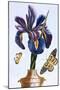 18th Century French Print of Common Iris With Butterflies-Stapleton Collection-Mounted Giclee Print