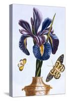 18th Century French Print of Common Iris With Butterflies-Stapleton Collection-Stretched Canvas