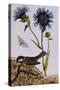 18th Century French Print of Cornflower-Stapleton Collection-Stretched Canvas