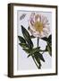 18th Century French Print of Flesh-coloured Common Peony-Stapleton Collection-Framed Giclee Print