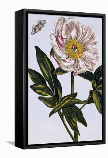 18th Century French Print of Flesh-coloured Common Peony-Stapleton Collection-Framed Stretched Canvas