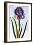 18th Century French Print of Mourning Iris-Stapleton Collection-Framed Giclee Print