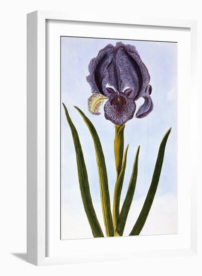 18th Century French Print of Mourning Iris-Stapleton Collection-Framed Giclee Print