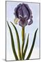 18th Century French Print of Mourning Iris-Stapleton Collection-Mounted Giclee Print
