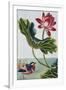 18th Century French Print of Red Water Lily of China II.-Stapleton Collection-Framed Giclee Print