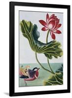 18th Century French Print of Red Water Lily of China II.-Stapleton Collection-Framed Giclee Print