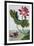 18th Century French Print of Red Water Lily of China II.-Stapleton Collection-Framed Giclee Print