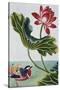 18th Century French Print of Red Water Lily of China II.-Stapleton Collection-Stretched Canvas