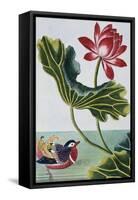 18th Century French Print of Red Water Lily of China II.-Stapleton Collection-Framed Stretched Canvas