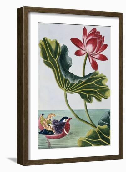 18th Century French Print of Red Water Lily of China II.-Stapleton Collection-Framed Giclee Print