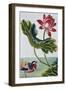 18th Century French Print of Red Water Lily of China II.-Stapleton Collection-Framed Giclee Print