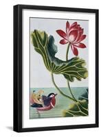 18th Century French Print of Red Water Lily of China II.-Stapleton Collection-Framed Giclee Print