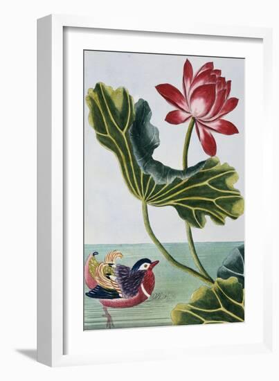 18th Century French Print of Red Water Lily of China II.-Stapleton Collection-Framed Giclee Print