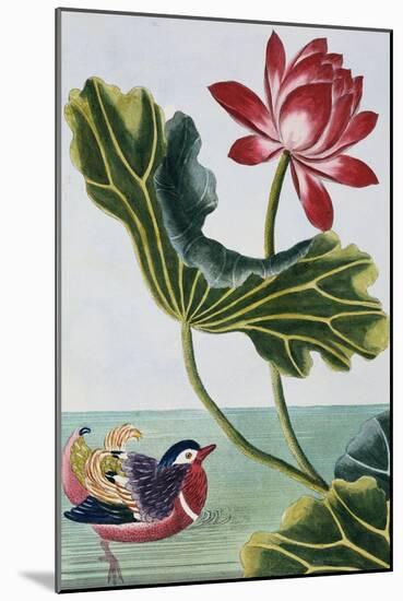 18th Century French Print of Red Water Lily of China II.-Stapleton Collection-Mounted Giclee Print
