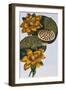 18th Century French Print of Waterlily-Stapleton Collection-Framed Giclee Print
