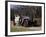 1909 Rolls-Royce Silver Ghost-null-Framed Photographic Print