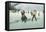 1912 Ice Hockey in Swiss-null-Framed Stretched Canvas