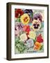 1915 Maule Seeds Pansies-Vintage Apple Collection-Framed Giclee Print