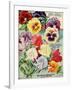 1915 Maule Seeds Pansies-Vintage Apple Collection-Framed Giclee Print