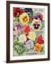 1915 Maule Seeds Pansies-Vintage Apple Collection-Framed Giclee Print