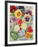 1915 Maule Seeds Pansies-Vintage Apple Collection-Framed Giclee Print