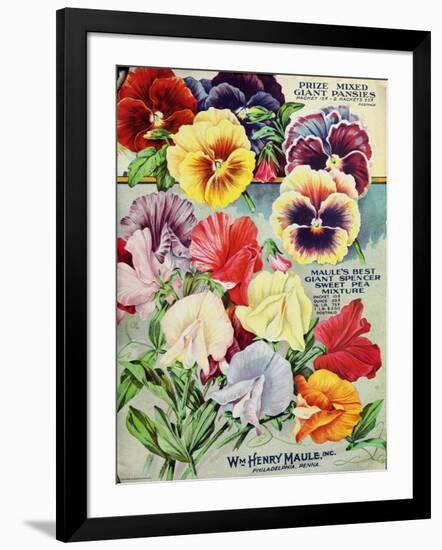 1915 Maule Seeds Pansies-Vintage Apple Collection-Framed Giclee Print