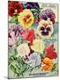 1915 Maule Seeds Pansies-Vintage Apple Collection-Mounted Giclee Print